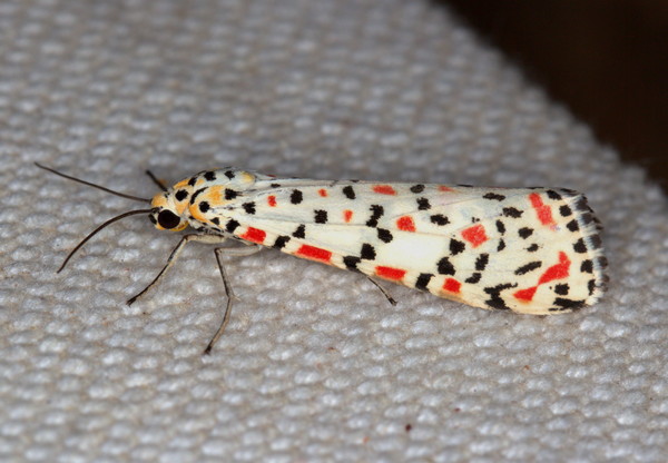 /filer/webapps/moths/media/images/P/pulchella_Utetheisa_A_Heyns_02.jpg