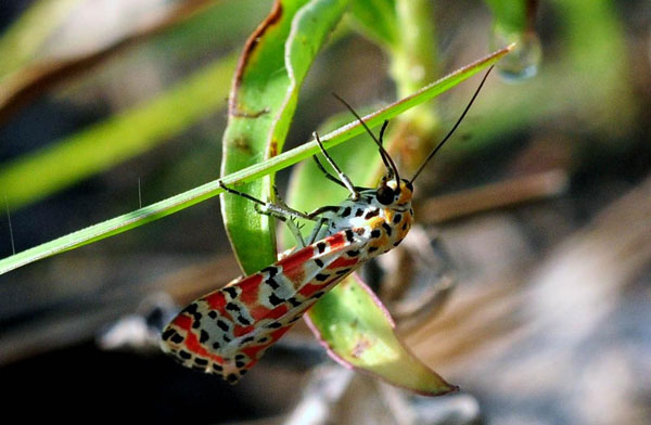 /filer/webapps/moths/media/images/P/pulchella_Utetheisa_A_King.jpg