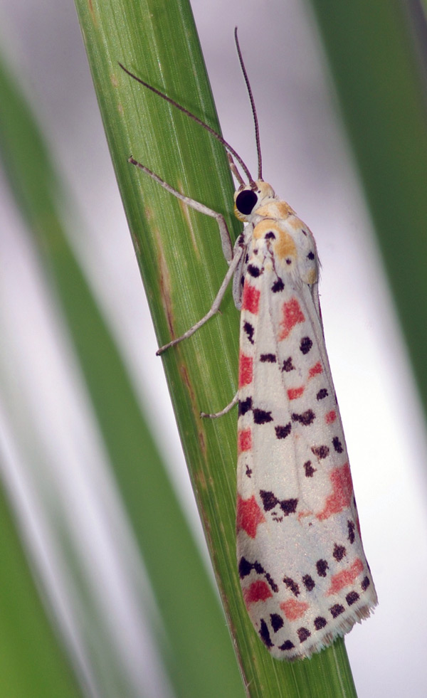 /filer/webapps/moths/media/images/P/pulchella_Utetheisa_A_Simon.jpg