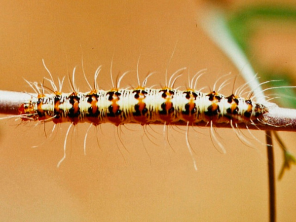 /filer/webapps/moths/media/images/P/pulchella_Utetheisa_C_Roland.jpg