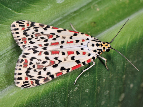 /filer/webapps/moths/media/images/P/pulchelloides_Utetheisa_A_Mazzei_02.jpg