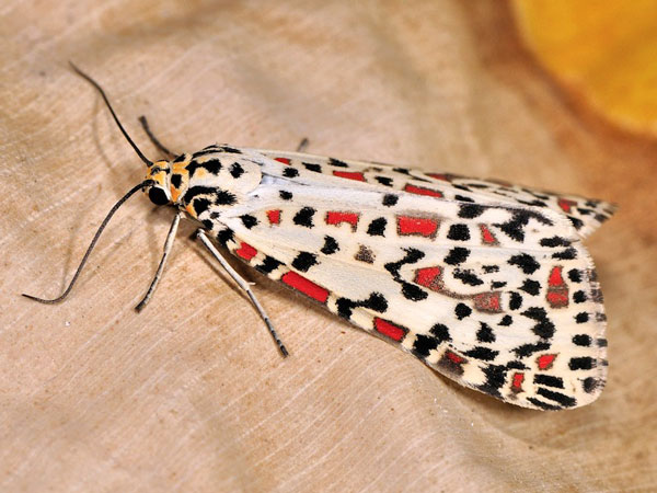 /filer/webapps/moths/media/images/P/pulchelloides_Utetheisa_A_Mazzei_03.jpg