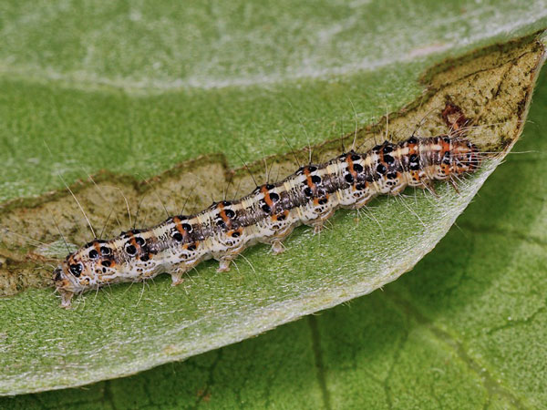 /filer/webapps/moths/media/images/P/pulchelloides_Utetheisa_C_Mazzei_01.jpg