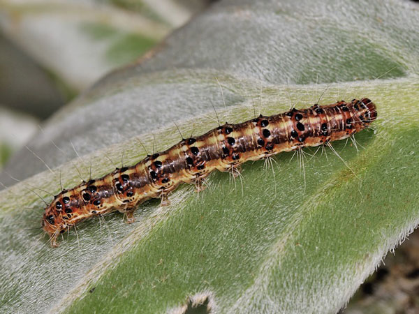 /filer/webapps/moths/media/images/P/pulchelloides_Utetheisa_C_Mazzei_02.jpg