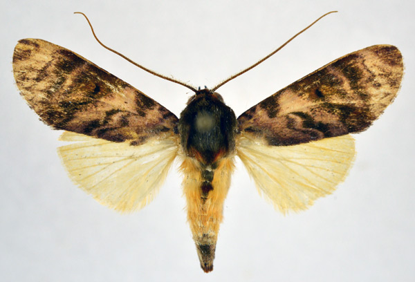 /filer/webapps/moths/media/images/P/pulcherrima_Aiteta_AF_NHMO.jpg