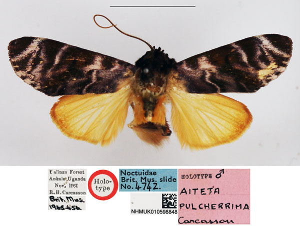 /filer/webapps/moths/media/images/P/pulcherrima_Aiteta_HT_NHMUK.jpg