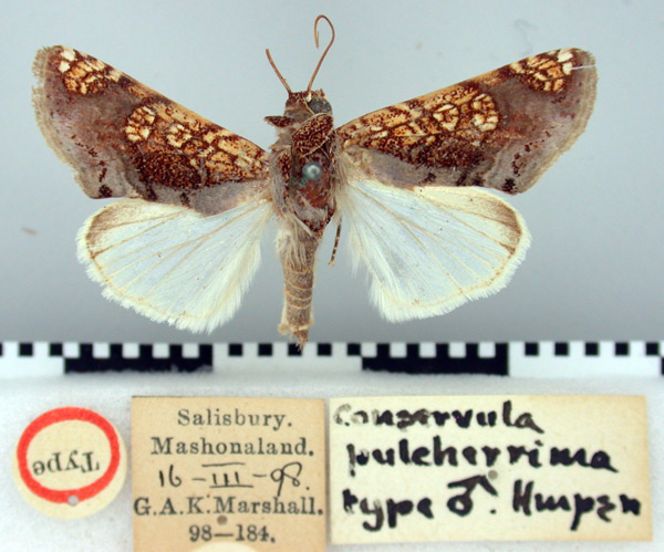 /filer/webapps/moths/media/images/P/pulcherrima_Conservula_HT_BMNH.jpg