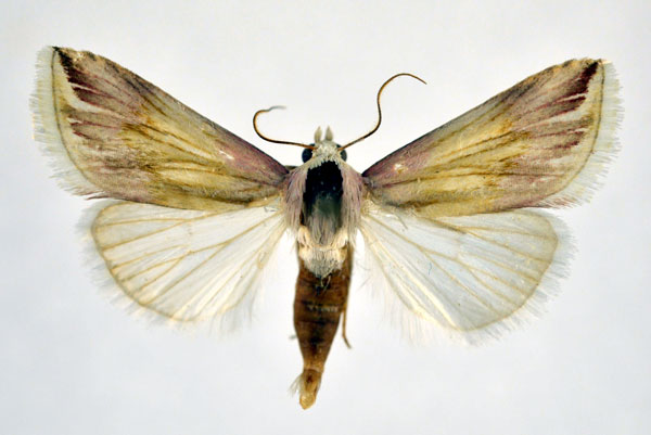/filer/webapps/moths/media/images/P/pulcherrima_Eublemma_A_NHMO_02.jpg