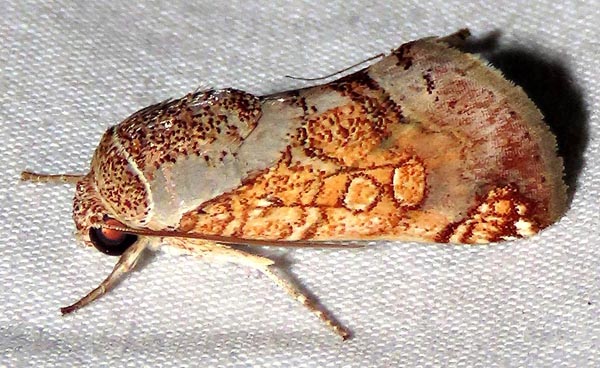 /filer/webapps/moths/media/images/P/pulcherrima_Eulymnia_A_Braun_02.jpg