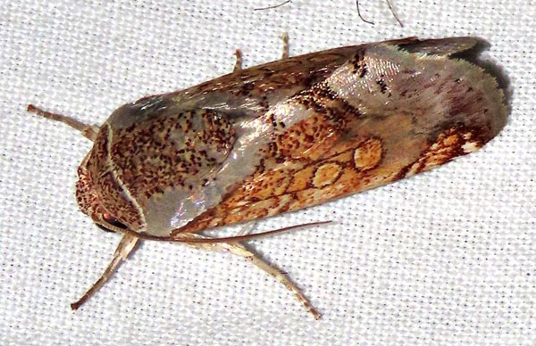 /filer/webapps/moths/media/images/P/pulcherrima_Eulymnia_A_Braun_03.jpg