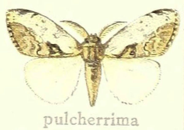 /filer/webapps/moths/media/images/P/pulcherrima_Laelia_HT_Hering_21i.jpg