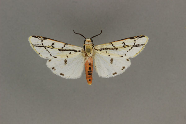 /filer/webapps/moths/media/images/P/pulchra_Amsactarctia_AM_BMNH.jpg