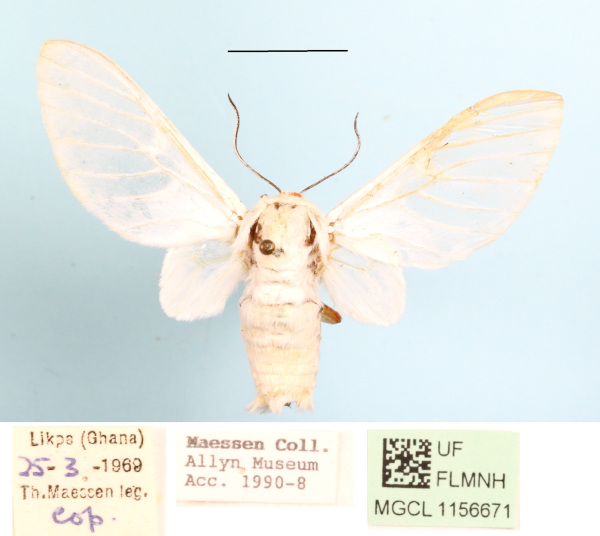 /filer/webapps/moths/media/images/P/pulchra_Balacra_A_MGCLa_02.JPG
