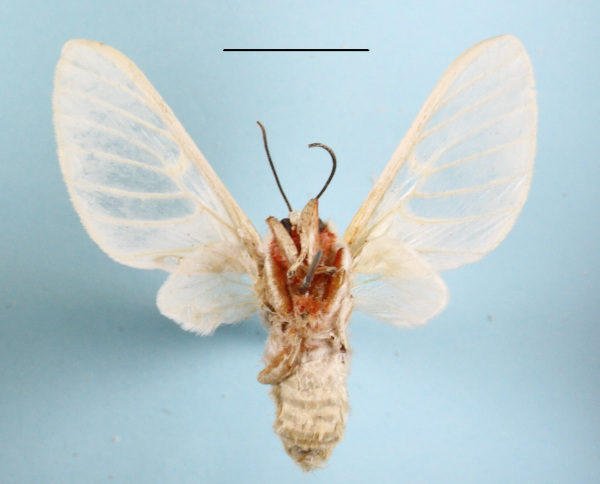 /filer/webapps/moths/media/images/P/pulchra_Balacra_A_MGCLb_01.JPG