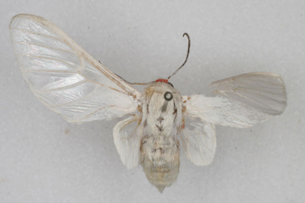 /filer/webapps/moths/media/images/P/pulchra_Balacra_HT_SNHM_01.jpg