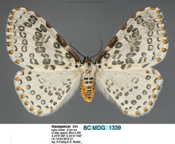 /filer/webapps/moths/media/images/P/pulchra_Caloschemia_AF_Fiebig.jpg