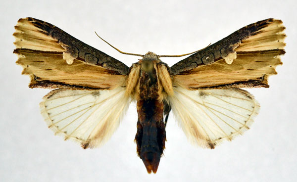 /filer/webapps/moths/media/images/P/pulchra_Cetola_AF_NHMO.jpg