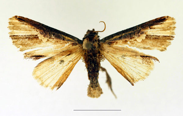 /filer/webapps/moths/media/images/P/pulchra_Cetola_AM_Legrain_01.jpg