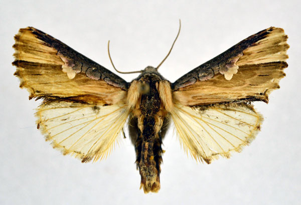 /filer/webapps/moths/media/images/P/pulchra_Cetola_AM_NHMO.jpg