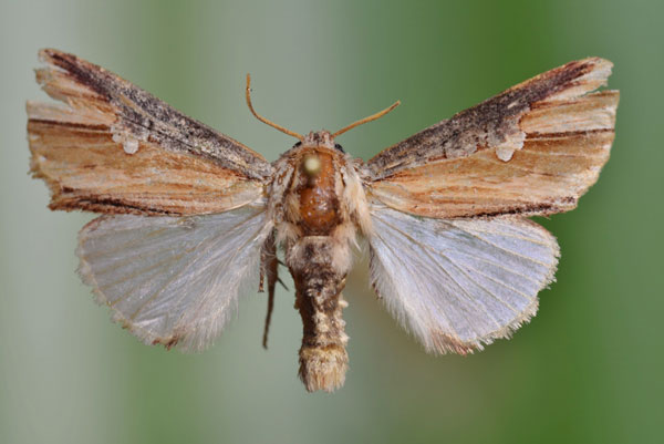 /filer/webapps/moths/media/images/P/pulchra_Cetola_A_Butler.jpg