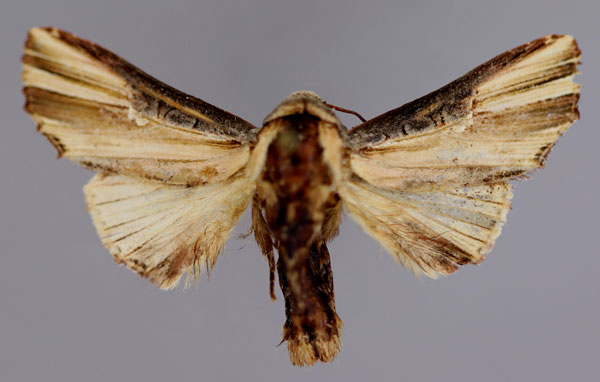 /filer/webapps/moths/media/images/P/pulchra_Cetola_A_RMCA_01.jpg