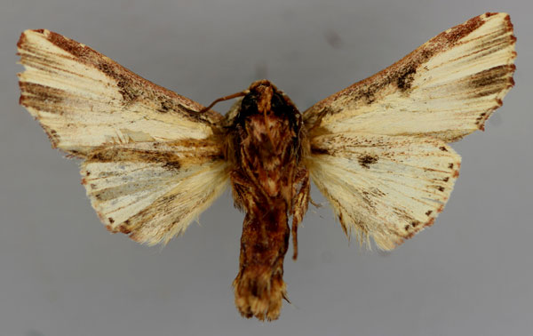 /filer/webapps/moths/media/images/P/pulchra_Cetola_A_RMCA_02.jpg