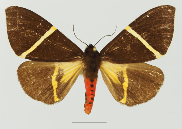 /filer/webapps/moths/media/images/P/pulchra_Fodinoidea_AF_Basquina.jpg