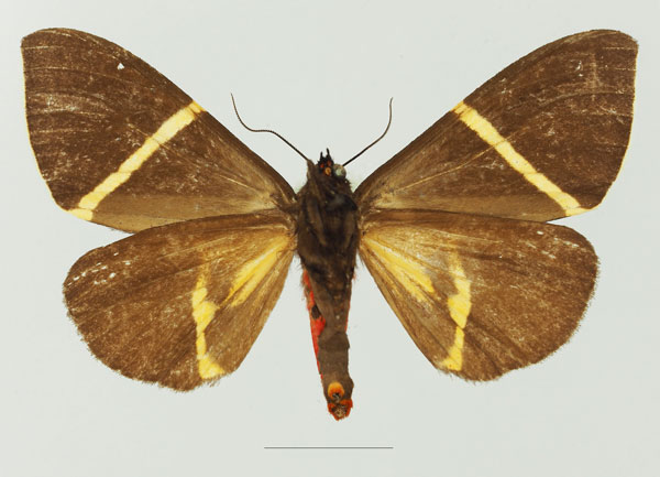 /filer/webapps/moths/media/images/P/pulchra_Fodinoidea_AF_Basquinb.jpg