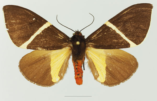 /filer/webapps/moths/media/images/P/pulchra_Fodinoidea_AM_Basquina.jpg