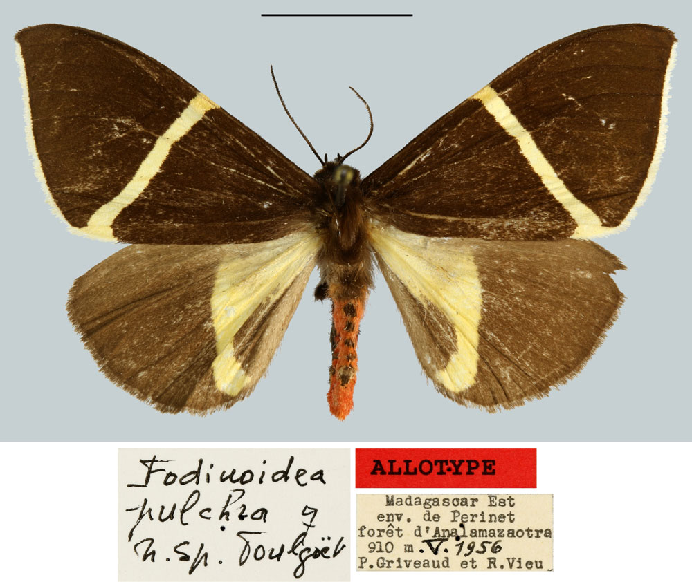 /filer/webapps/moths/media/images/P/pulchra_Fodinoidea_AT_MNHN.jpg