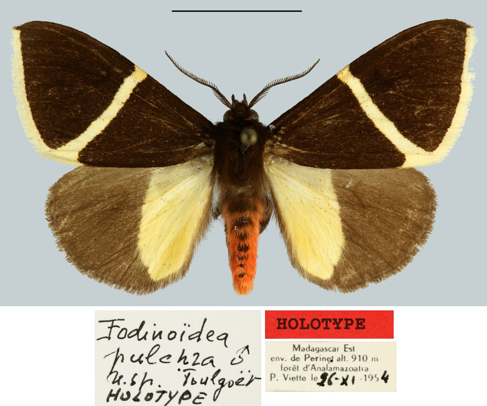 /filer/webapps/moths/media/images/P/pulchra_Fodinoidea_HT_MNHN.jpg