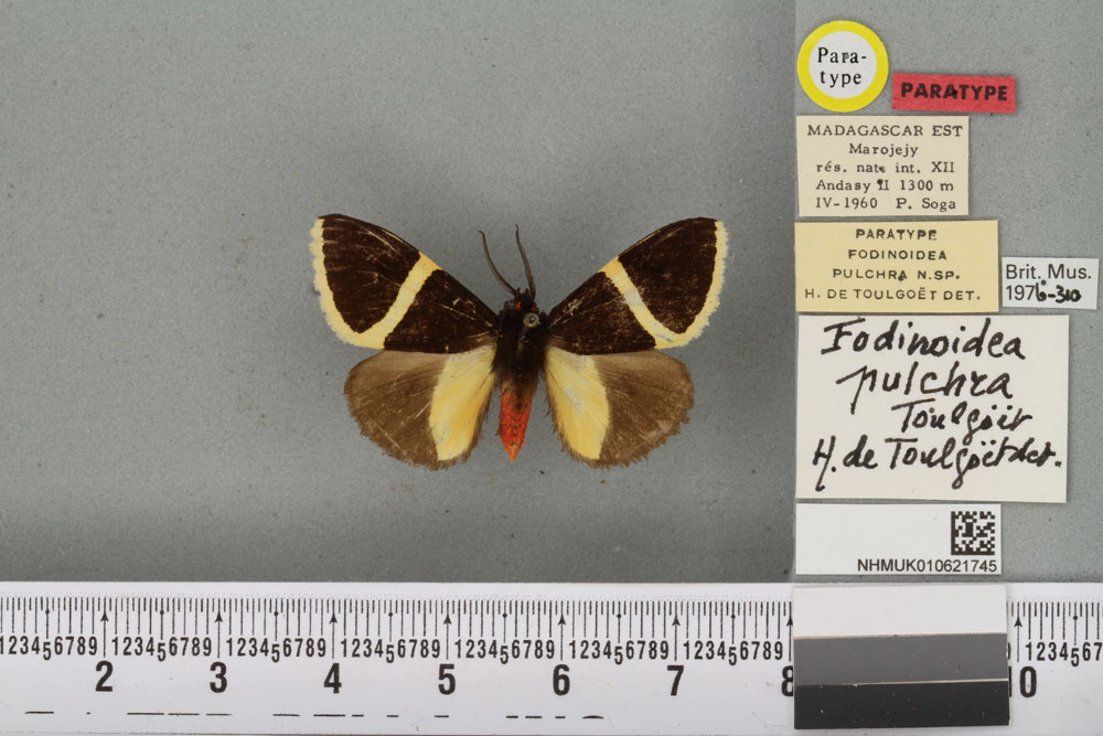 /filer/webapps/moths/media/images/P/pulchra_Fodinoidea_PT_BMNHa.jpg