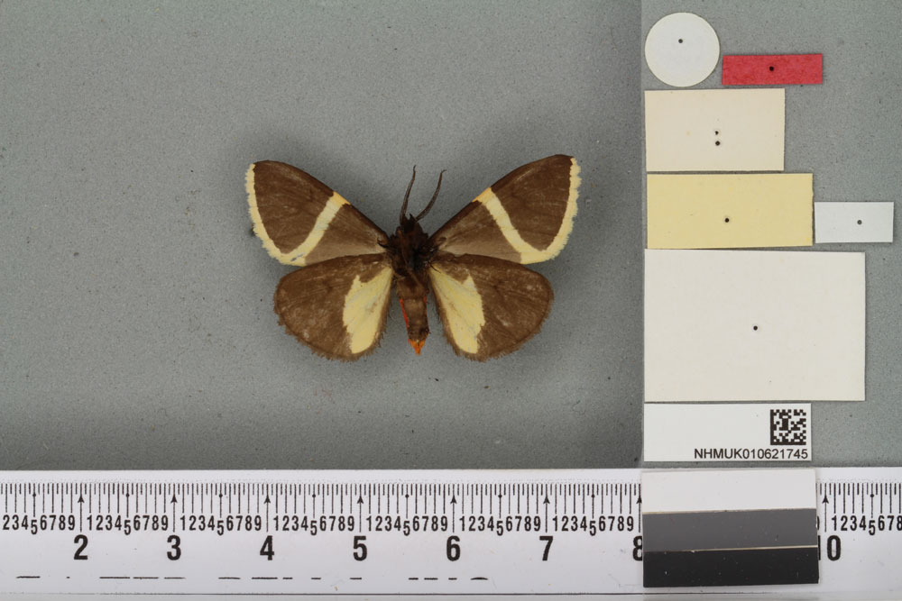 /filer/webapps/moths/media/images/P/pulchra_Fodinoidea_PT_BMNHb.jpg