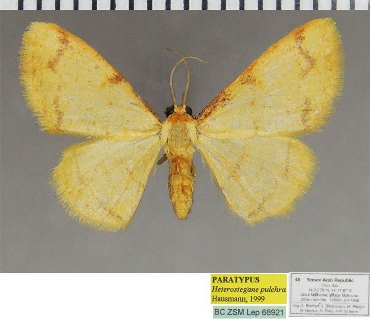 /filer/webapps/moths/media/images/P/pulchra_Heterostegane_PTF_ZSM.jpg