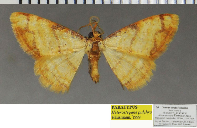 /filer/webapps/moths/media/images/P/pulchra_Heterostegane_PTM_ZSMa.jpg