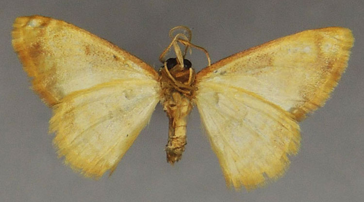 /filer/webapps/moths/media/images/P/pulchra_Heterostegane_PTM_ZSMb.jpg