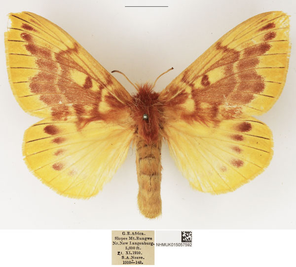 /filer/webapps/moths/media/images/P/pulchra_Lechriolepis_AF_NHMUK.jpg