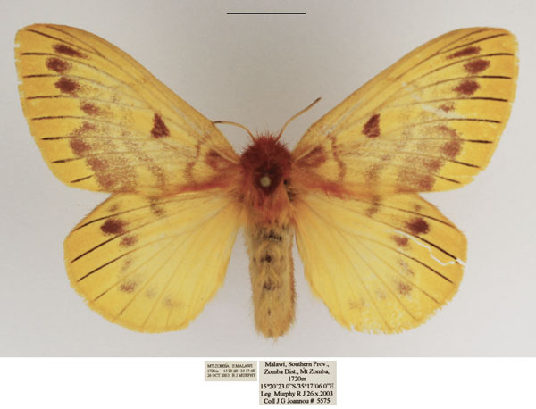 /filer/webapps/moths/media/images/P/pulchra_Lechriolepis_AF_TMSA.jpg