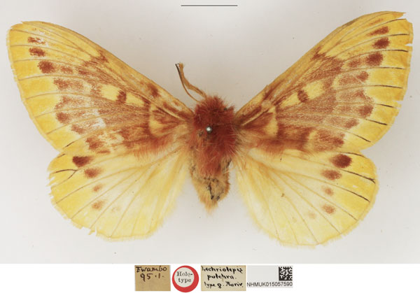 /filer/webapps/moths/media/images/P/pulchra_Lechriolepis_HT_NHMUK.jpg
