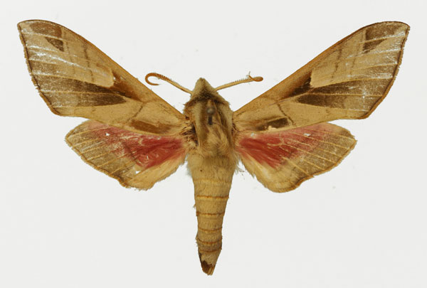 /filer/webapps/moths/media/images/P/pulchra_Leptoclanis_AM_Basquin_01.jpg