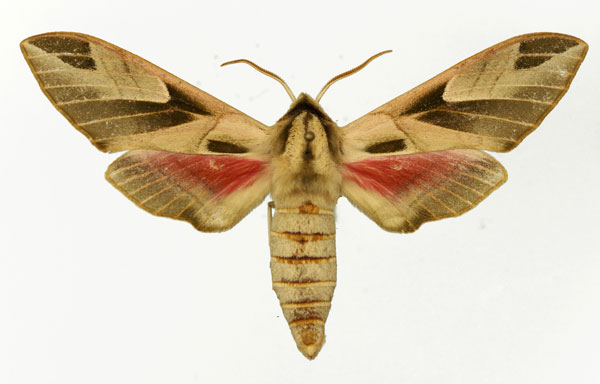 /filer/webapps/moths/media/images/P/pulchra_Leptoclanis_AM_Basquin_02.jpg