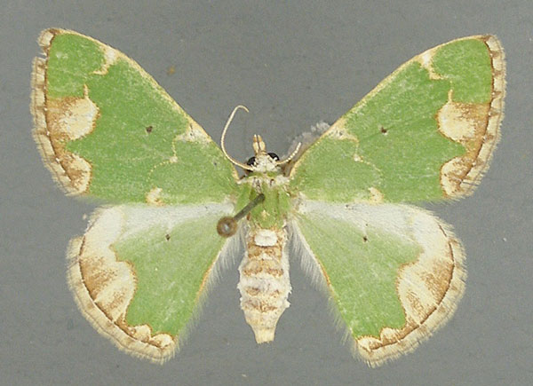 /filer/webapps/moths/media/images/P/pulchra_Microbaena_AF_TMSA.jpg