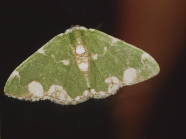 /filer/webapps/moths/media/images/P/pulchra_Microbaena_A_Roland.jpg