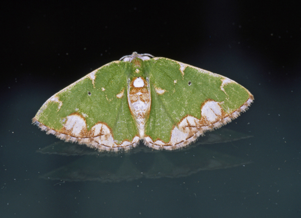 /filer/webapps/moths/media/images/P/pulchra_Microbaena_A_Roland_06.jpg