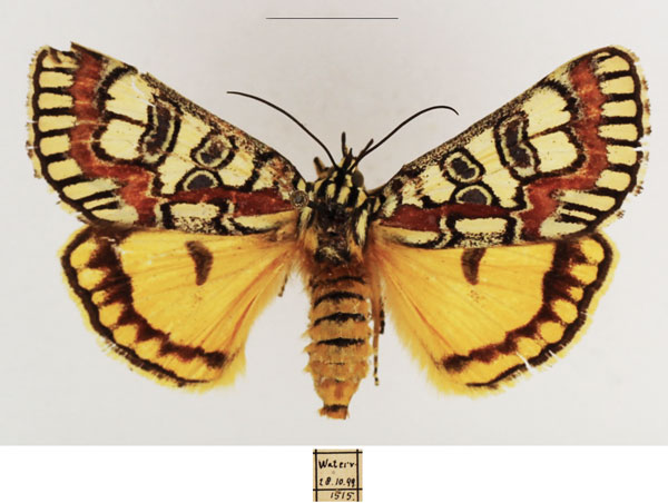 /filer/webapps/moths/media/images/P/pulchra_Paida_AF_TMSA_02.jpg