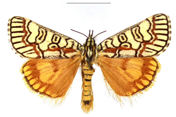 /filer/webapps/moths/media/images/P/pulchra_Paida_AM_RBINS_01.jpg