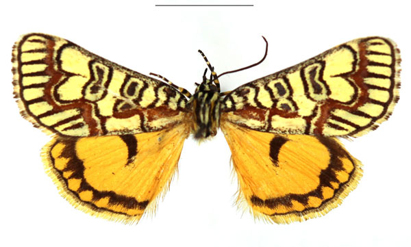 /filer/webapps/moths/media/images/P/pulchra_Paida_AM_RBINS_02.jpg