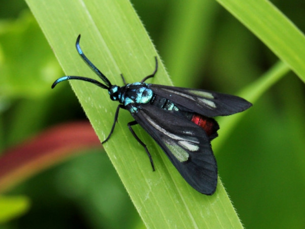 /filer/webapps/moths/media/images/P/pulchra_Syringura_A_Wursten.JPG