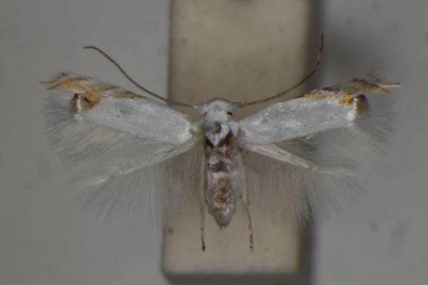 /filer/webapps/moths/media/images/P/pulchricola_Leucoptera_A_BMNH.jpg