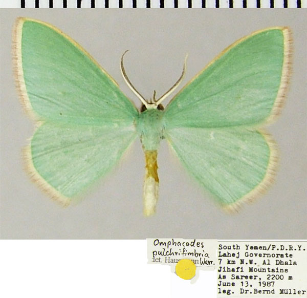 /filer/webapps/moths/media/images/P/pulchrifimbria_Omphacodes_AM_ZSM.jpg